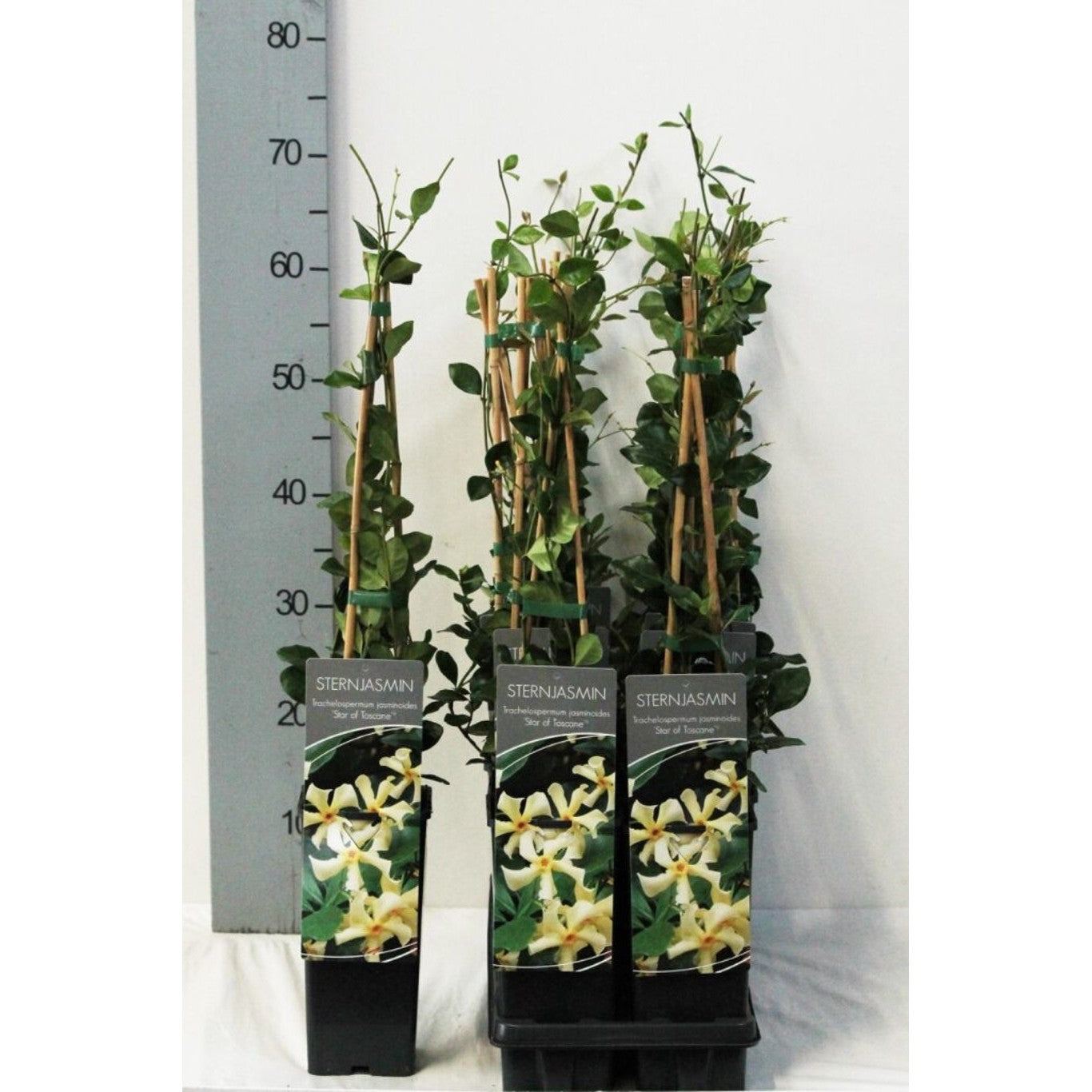 Stjärnjasmine – Trachelospermum jasminoides 'Star of Toscane' - C2 50-60 CM Stick